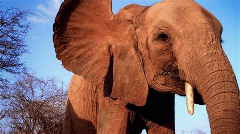 Bbc Two Elephant Diaries Episode Guide