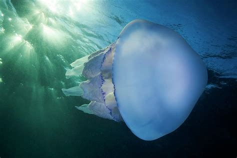 Barrel Jellyfish Photograph By Alexander Semenovscience Photo Library