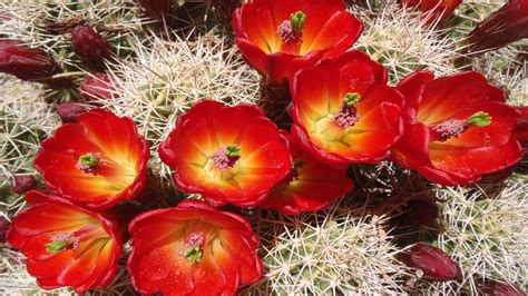 Cactus Beautiful Desert Red Flowers Garden Plants In Arizona And Texas