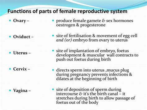 Female Reproductive System Diagram Functions