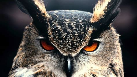 50 Best Ideas For Coloring Great Horned Owl Sounds