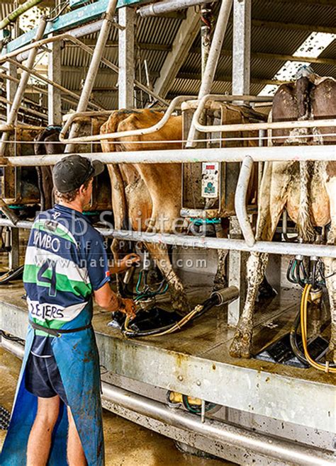 Dairy Milking Dairy Cows In A Rotary Cowshed With Significant
