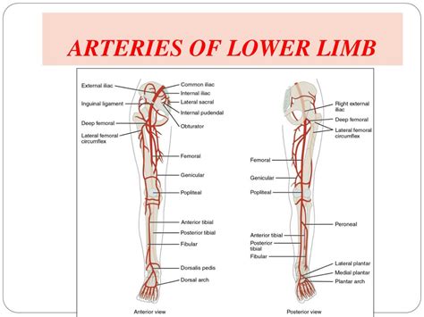 Ppt Arteries And Veins Of The Lower Limb Powerpoint Presentation Id Images And Photos Finder