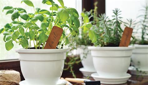 Growing Herbs Indoors In The Winter Time Chippewa Life Magazine