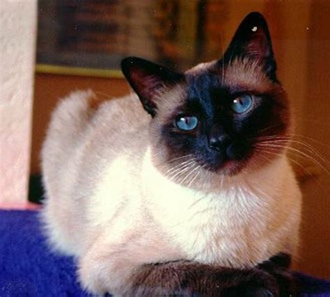 Popular Cat Breeds And Interesting Facts Hubpages
