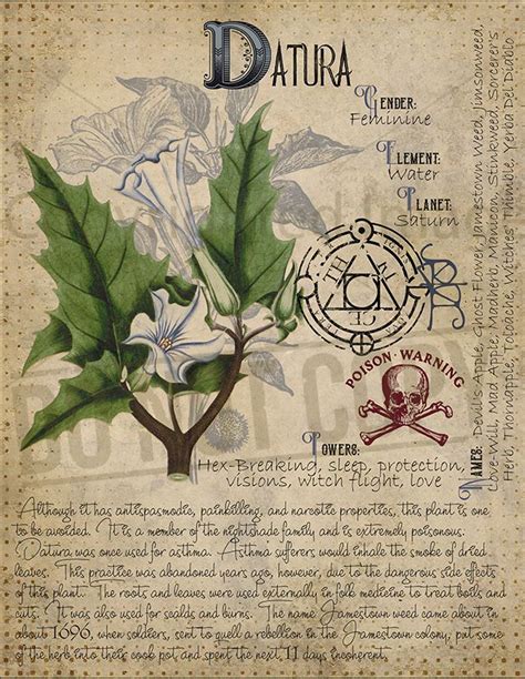 Buy a cheap copy of grimoire for the green witch: Book of Shadows, Printable pages of Poisonous Plants ...