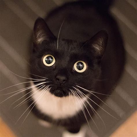 6 Pawsitively Fascinating Facts About Tuxedo Cats