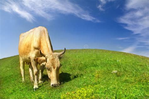 Cow On Meadow Stock Photo Image Of Nonurban Domestic