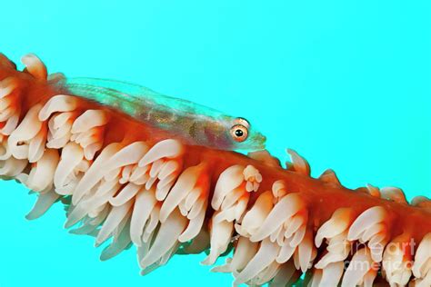 Whip Coral Goby Photograph By Reinhard Dirscherlscience Photo Library