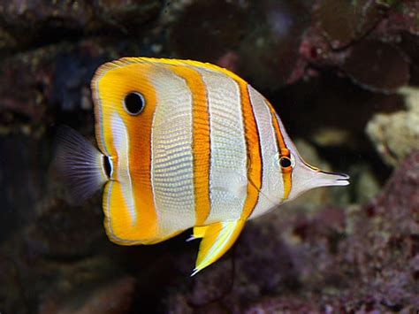 Butterflyfish Care Guide Fishkeeping Advice