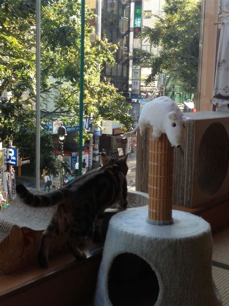 They accept patrons from 10 above only. Cat Cafe, Shibuya Tokyo, Japan | Japan travel, Cat cafe ...