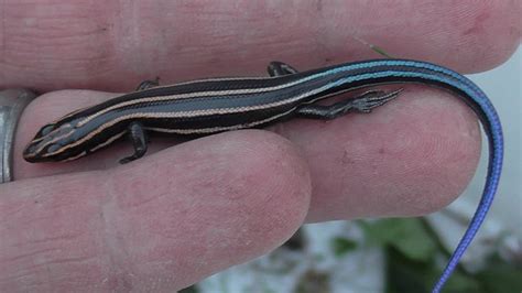Five Lined Skink Little Peppers Field Guide To Wisconsin Reptiles And
