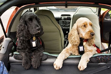 Natural Treatment For Car Motion Sickness In Dogs