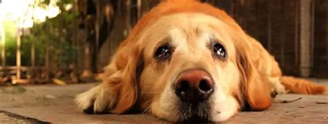 Can Dogs Cry Tears What Tears Mean For Dogs And Why Dogs Cry