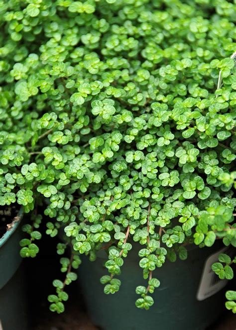 WSHG.NET | How to Keep Houseplants Healthy While Keeping Pets Safe