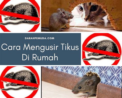 Strategi dan cara mengendalikan hama tikus. 5 Cara Alami Mengusir Tikus Di Rumah Tanpa Harus ...