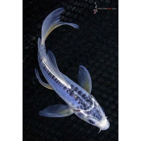 Butterfly Koi Fish For Sale Butterfly Mania