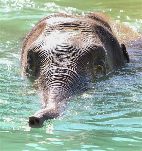 Houston Zoo Shows Off Elephants Habitat Expansion Houston Chronicle