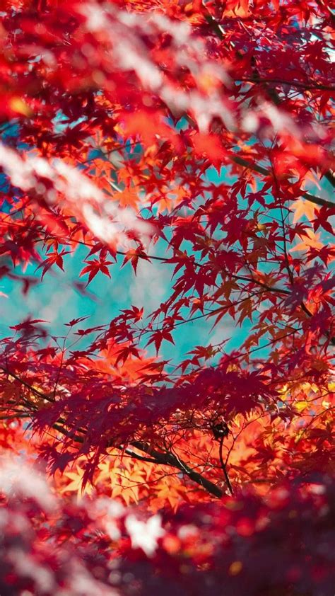 Japanese Maple Leaves Wallpaper