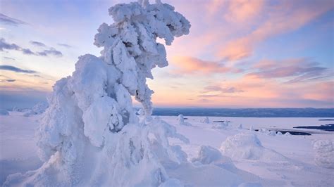 Horizon Landscape Snow Covered Tree Under White Blue Sky New Blue Sea