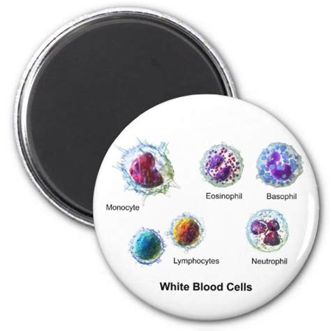 Diagram Of White Blood Cells Leukocytes 2 Inch Round Magnet Zazzle