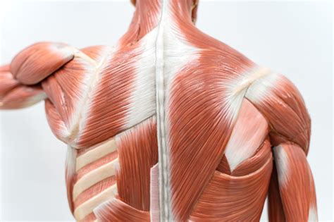 These muscles stabilize the vertebral column and also have a role in proprioception and balance. Muscles Of The Back Model For Physiology Education Stock ...