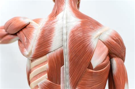 Each muscle (mainly skeletal) has an outer covering called the perimysium. Muscles Of The Back Model For Physiology Education Stock ...