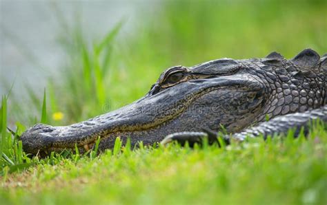 Alligator Napping In Swamp Stock Photo Image Of Wetland 38493484