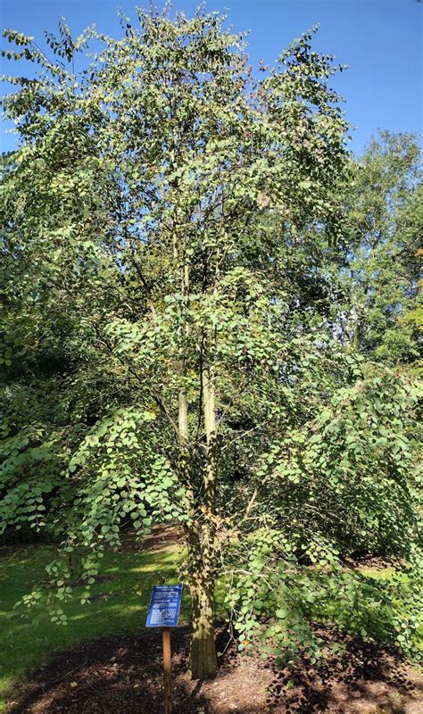 Cercidiphyllum Japonicum Trees And Shrubs Online