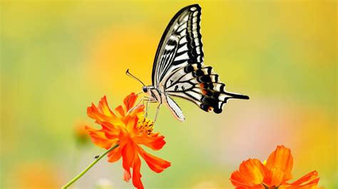 Light White Black Butterfly On Orange Flower In Yellow