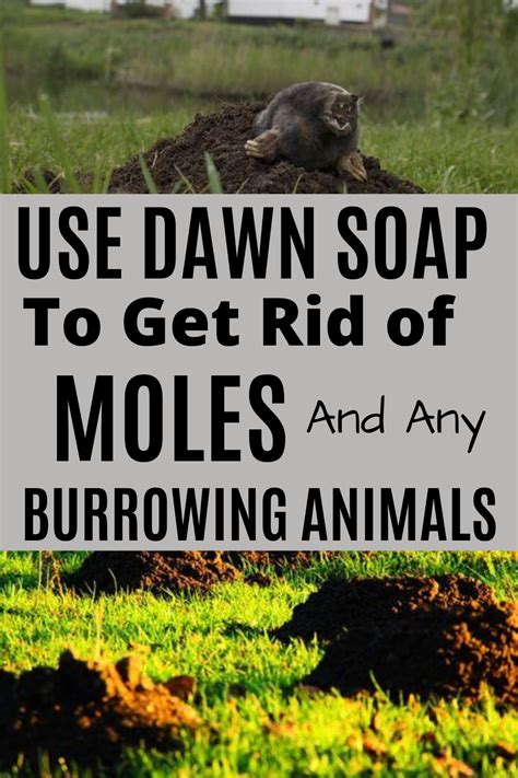 How To Get Rid Of Yard Moles With Dawn Soap Lawn Pests Garden Pests