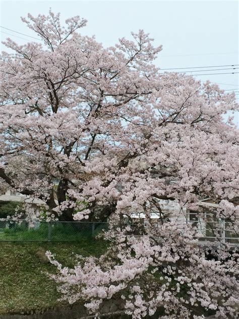 Knowing me Knowing you: Cherry Blossoms in Japan