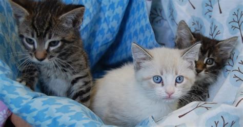 40 Rescued Motherless Kittens Need Foster Homes Please