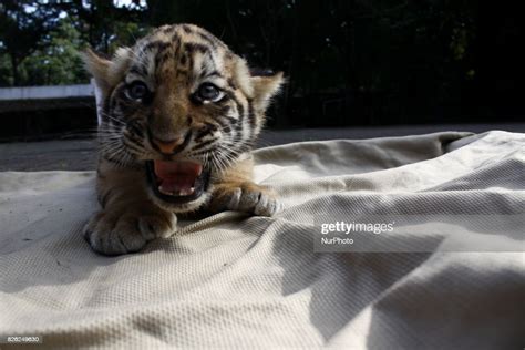 Veterinarians And Keepers Sunning Two Bengal Tiger Cubs At The News