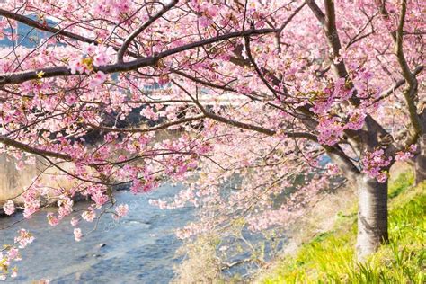 Blooming Sakura Trees Along River — Stock Photo © Leungchopan 101309530