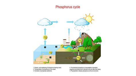 Contoh Gambar Siklus Fosfor Beserta Penjelasannya Dau Vrogue Co