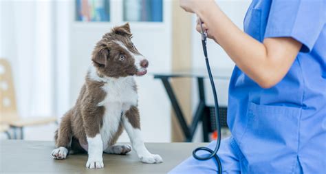 Puppys First Vet Visit What To Expect Checklist And Tips