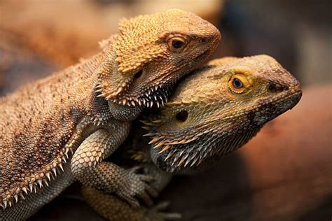 How To Breed Bearded Dragons Beraded Dragon Mating Guide