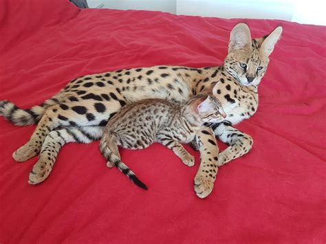 Wildkatze Serval Und Savannah F3 Kitten Kiwanga Savannah Katze