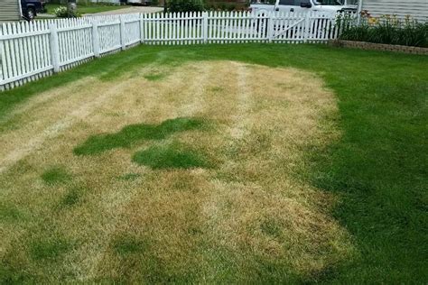 What To Do If You Burn Your Lawn With Fertilizer
