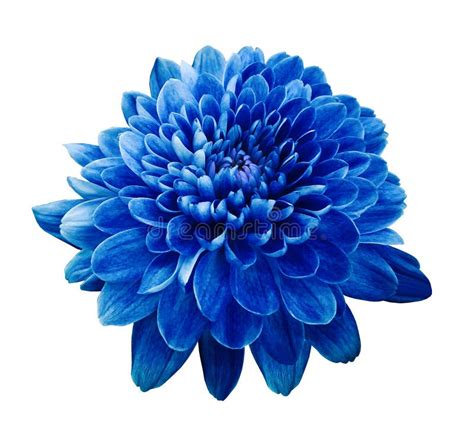 Blue Flower Chrysanthemum Flower On White Isolated Background With