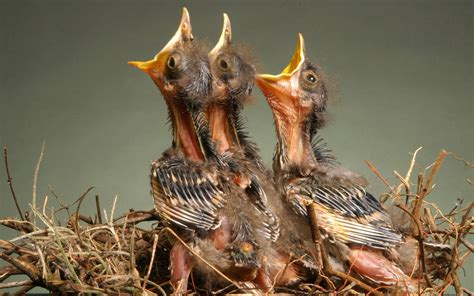 Eventually the bird will probably love to bathe. nest baby birds hungry birds 1920x1200 wallpaper High ...