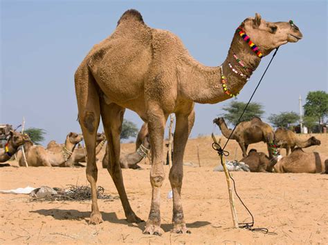 Increíble Pero Cierto Camellos Son Desclasificados En Concurso De
