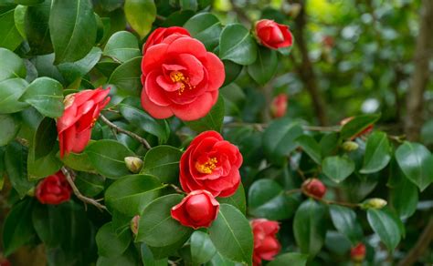 Camellia Japonica Red Care Everything You Need To Know