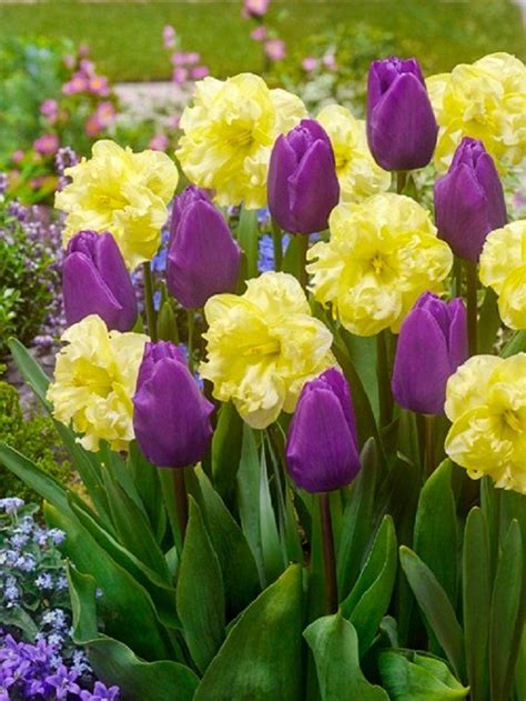 6 Purple Yellow Tulip Daffodil Bulbs Mix Spring Flower Garden Hardy