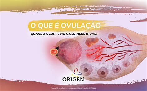 Ovulação Tardia Atrasa A Menstruação