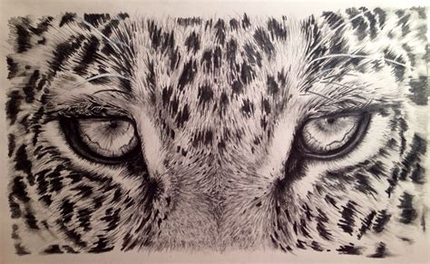 Intimidated Graphite Pencil Drawing By Julianne Bledsoe Pencil