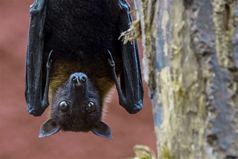 Elderly Illinois Man Dies Of Rabies After Finding Bat On Him