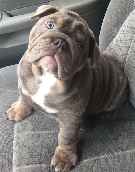 Adopt your forever friend today! Grey English Bulldog Puppies For Sale Near Me