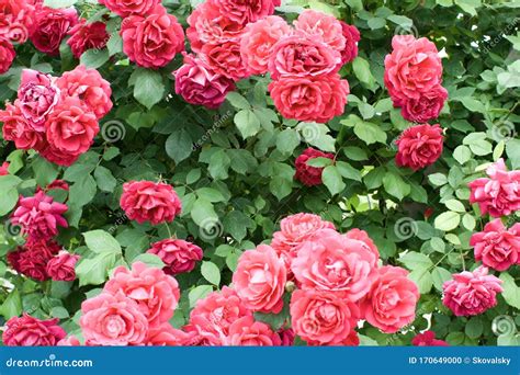 Close Up Shot Of A Red Rose Bush Stock Photo Image Of Petals